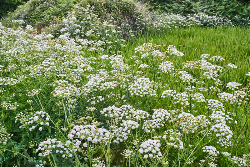 Lawn care garden maintenance