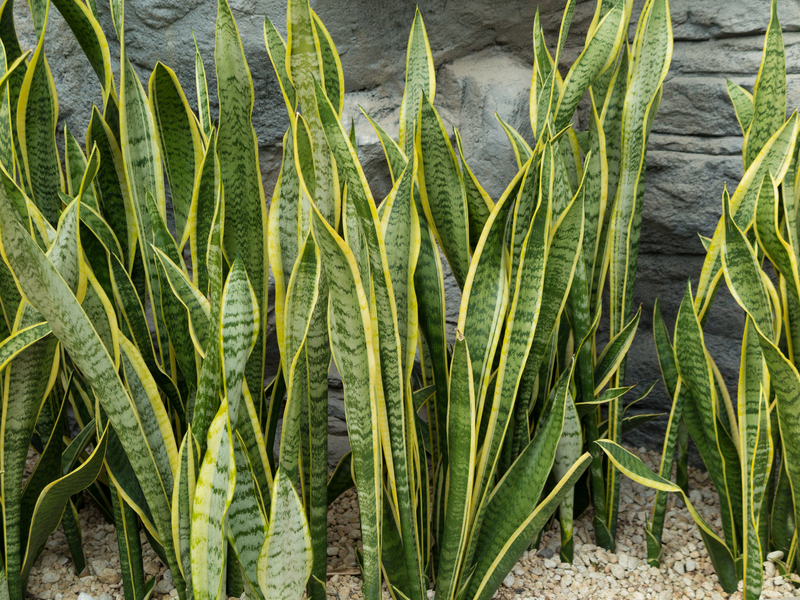 garden landscaping garden